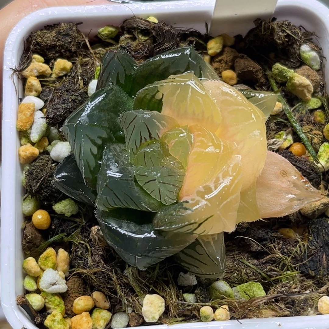 77巨大化特大蓝镜玉露锦福利专场