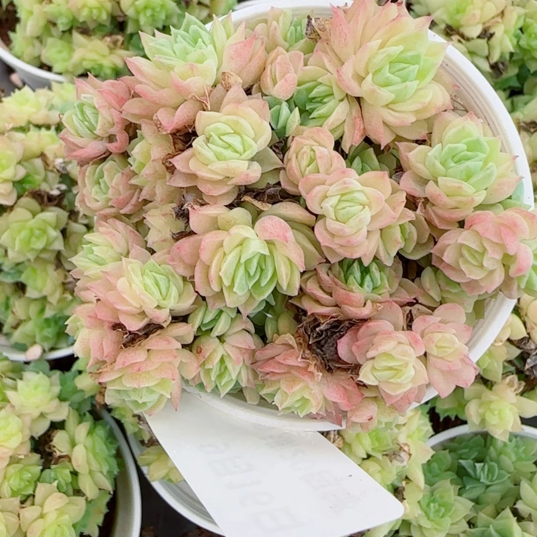 橘***猫花语逸镜0916-71散