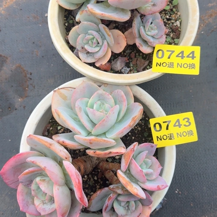 743、744小老庄白凤