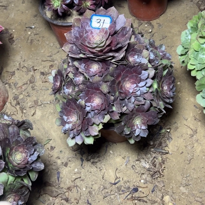 多肉植物红魔法师31