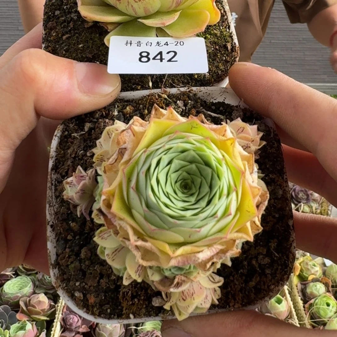 腾**业白龙842 福袋两个链接