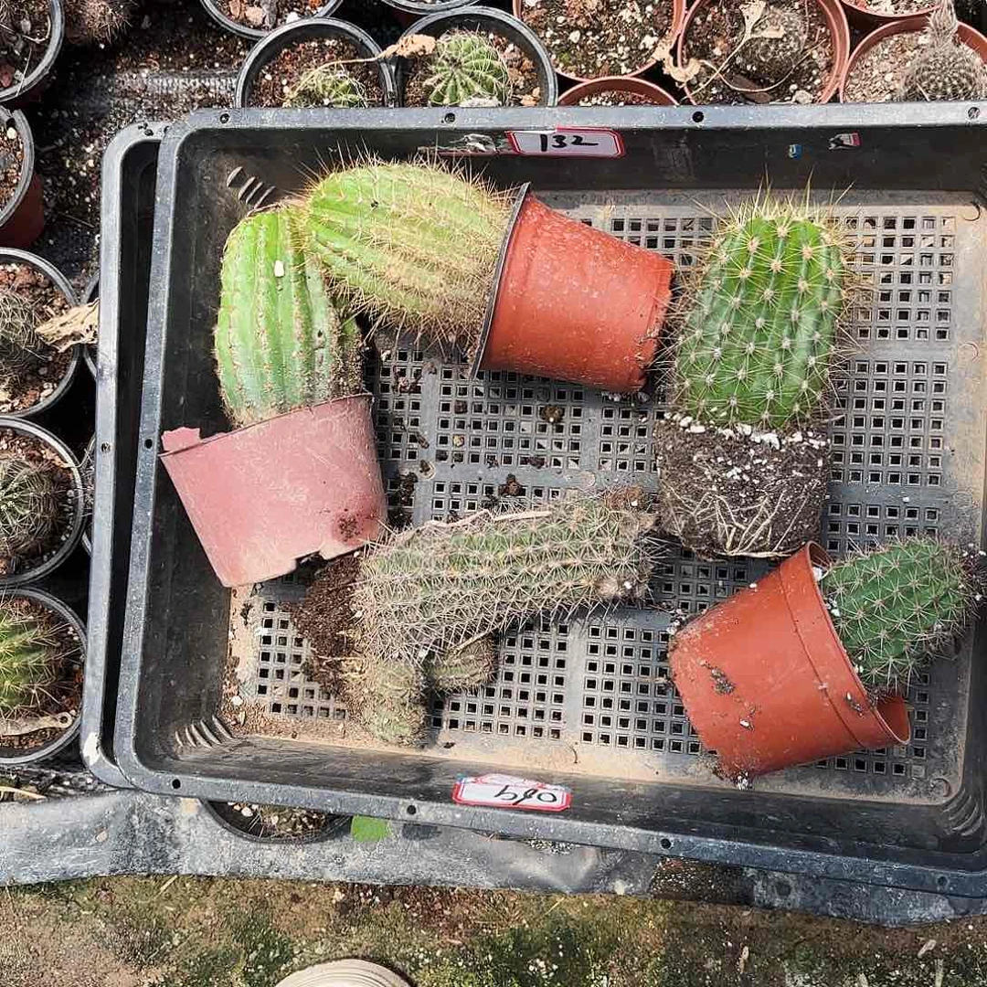 132 号一筐瘦瑕小无售后
