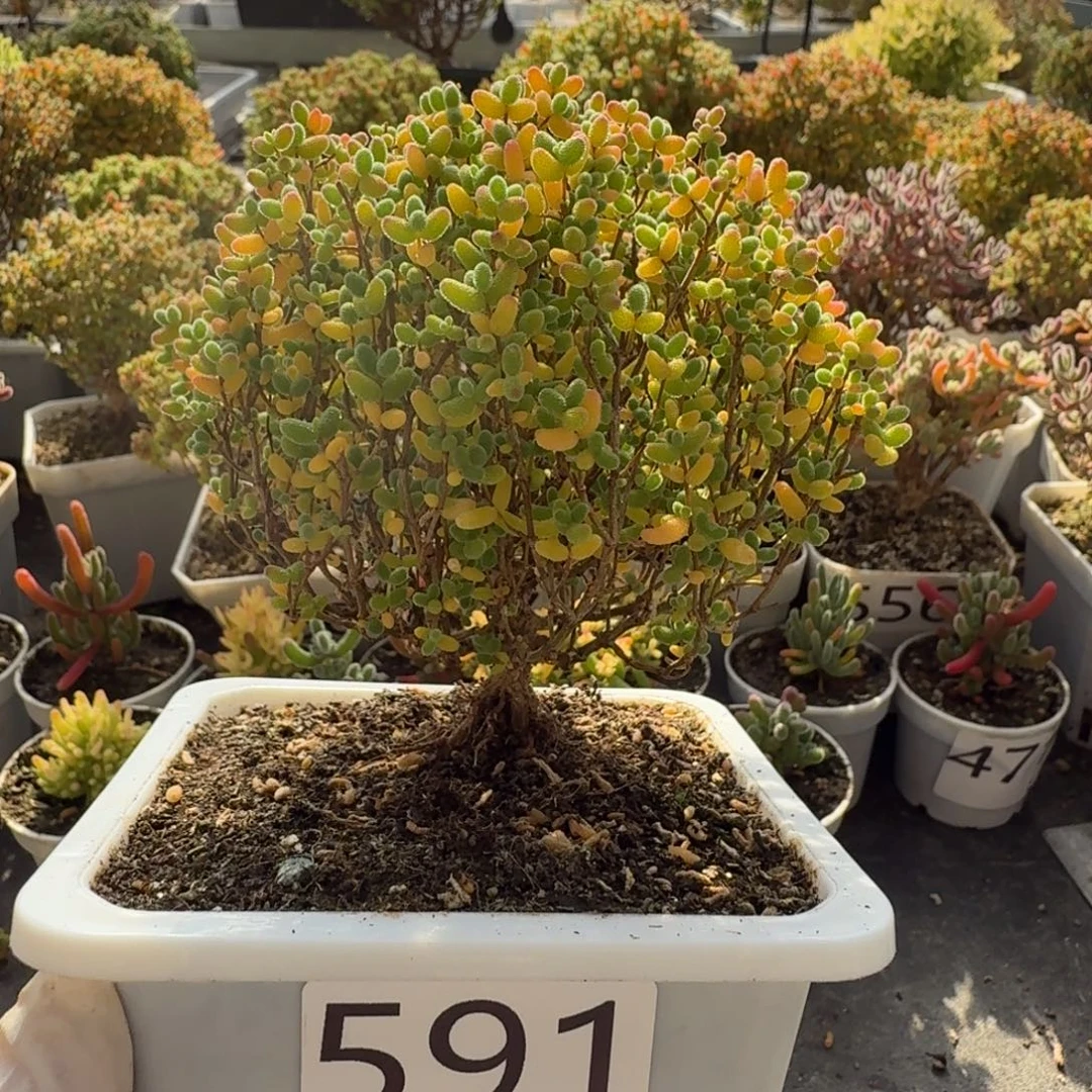 591蜜橘糖球枝干一物一拍