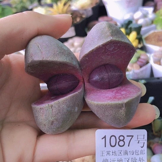 无花朵1087，老皮微瑕5.4-5.7厘米两颗