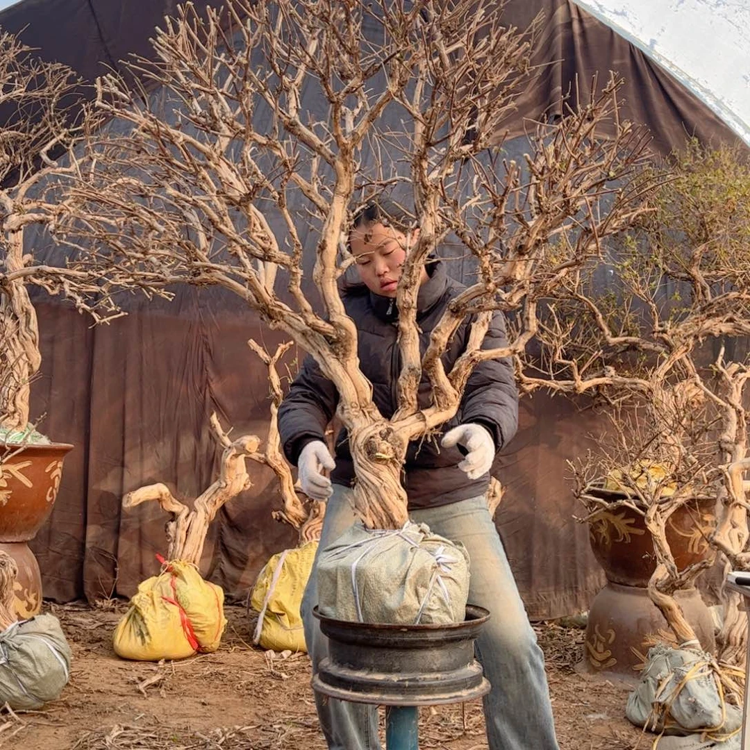 鑫***司全部花朵金银花888888