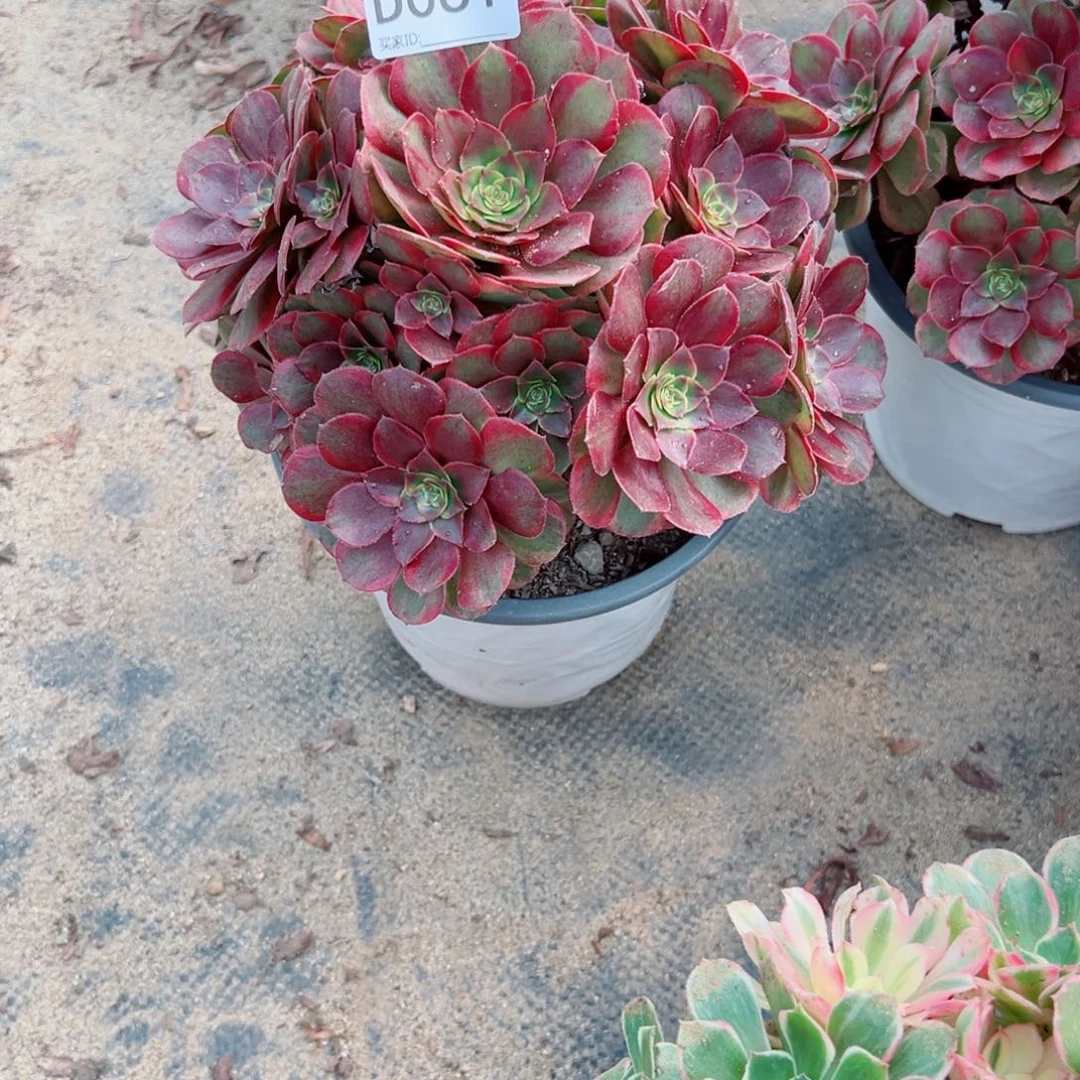 061火狐多肉植物法师多肉