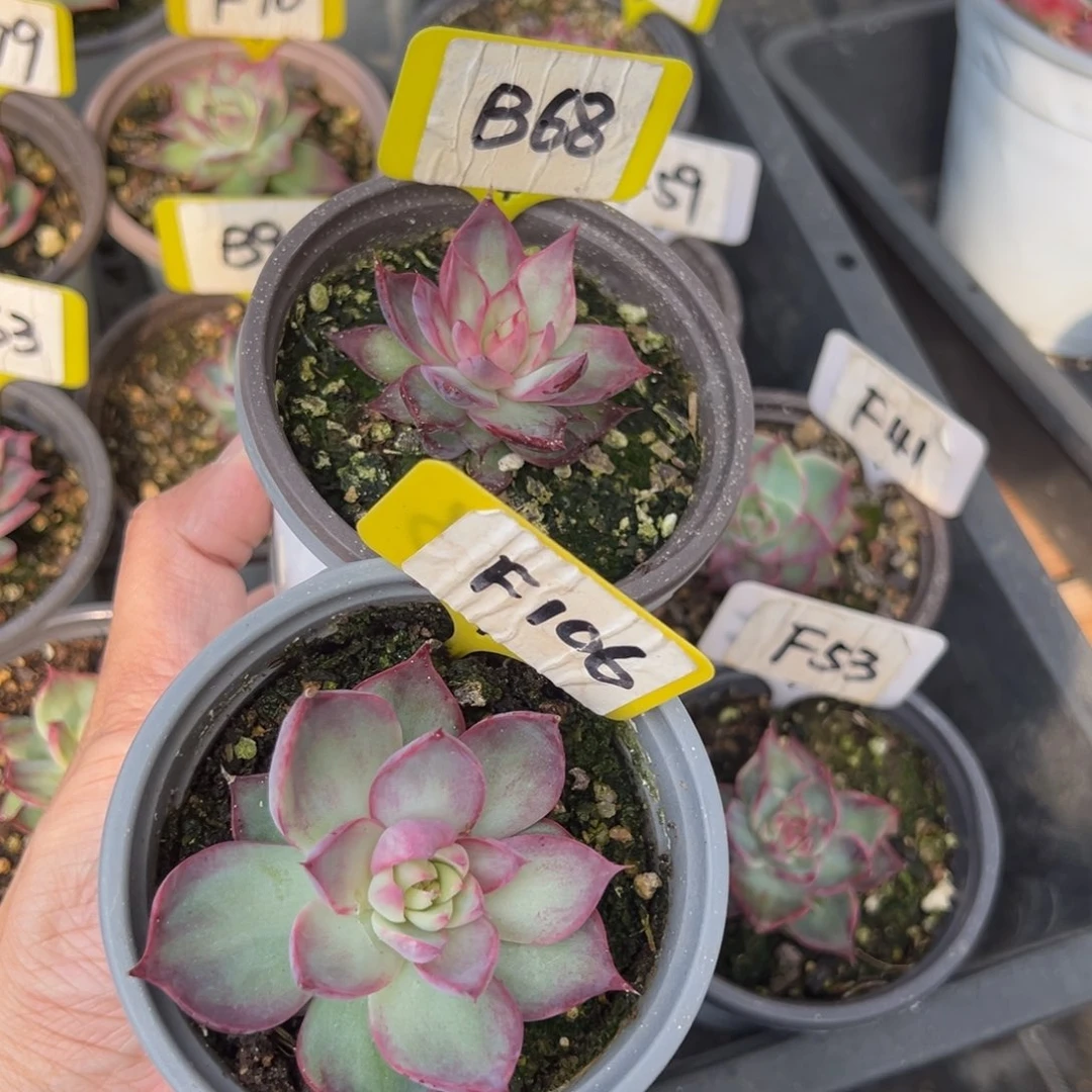 默**忧B68F106惊鸿单头多肉2颗