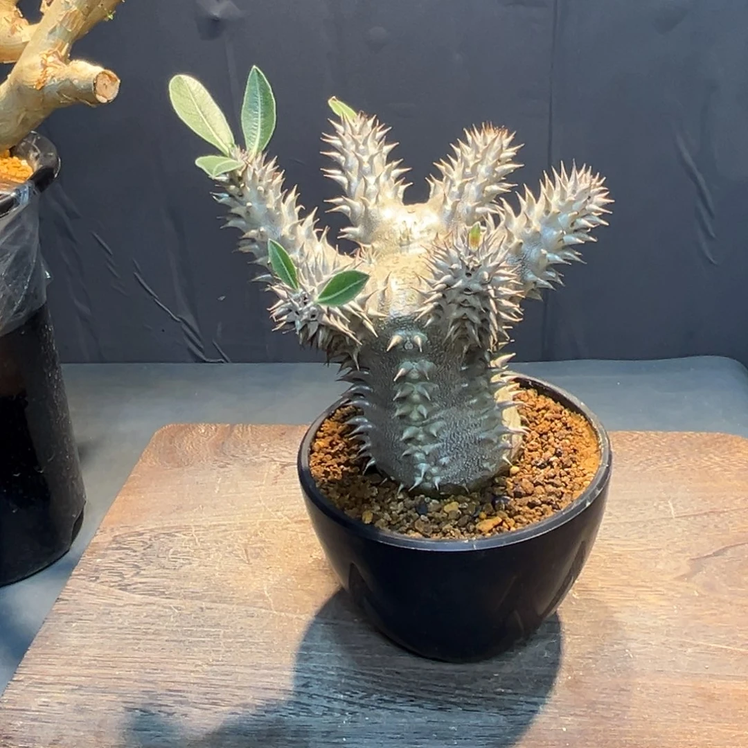 小***龙大黑Zzzzzzzzzzzzzzzzz