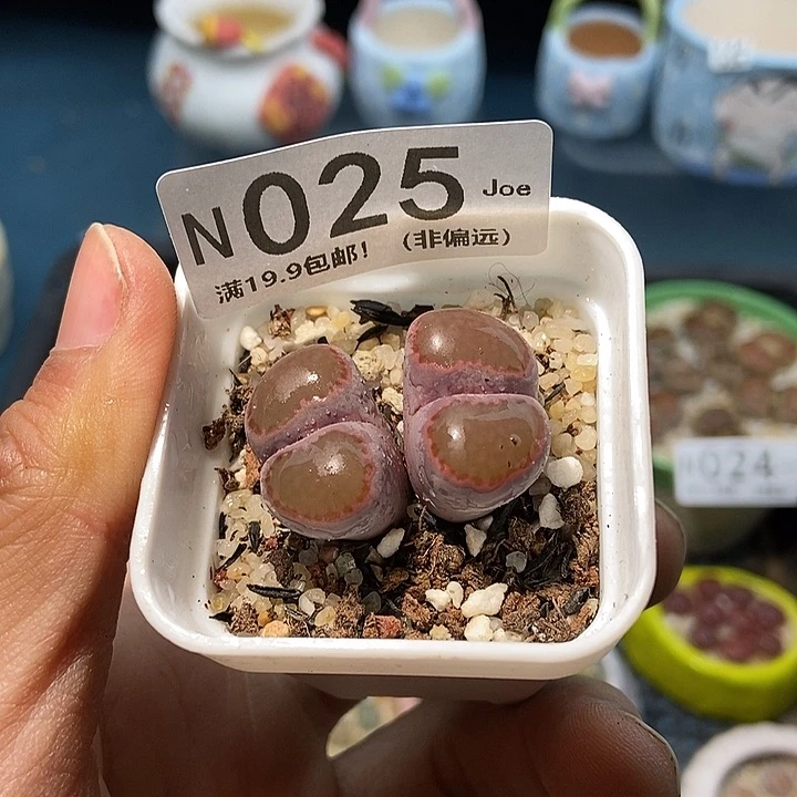 25大舅生石花肉锥多肉