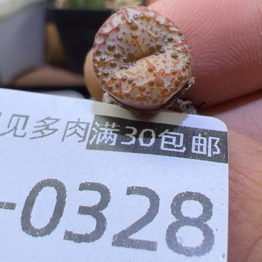 多肉植物111111111111111