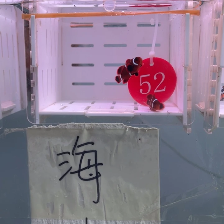 海水鱼精品金透红2条2-3