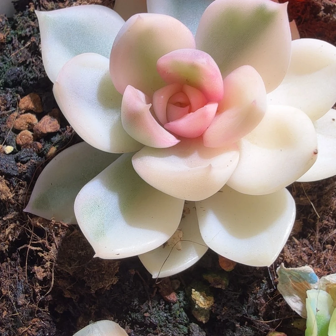 东云锦，多肉植物