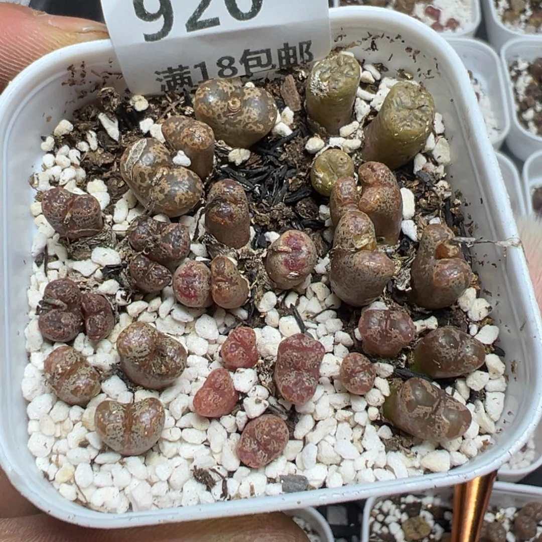 【闪购商品】 920。