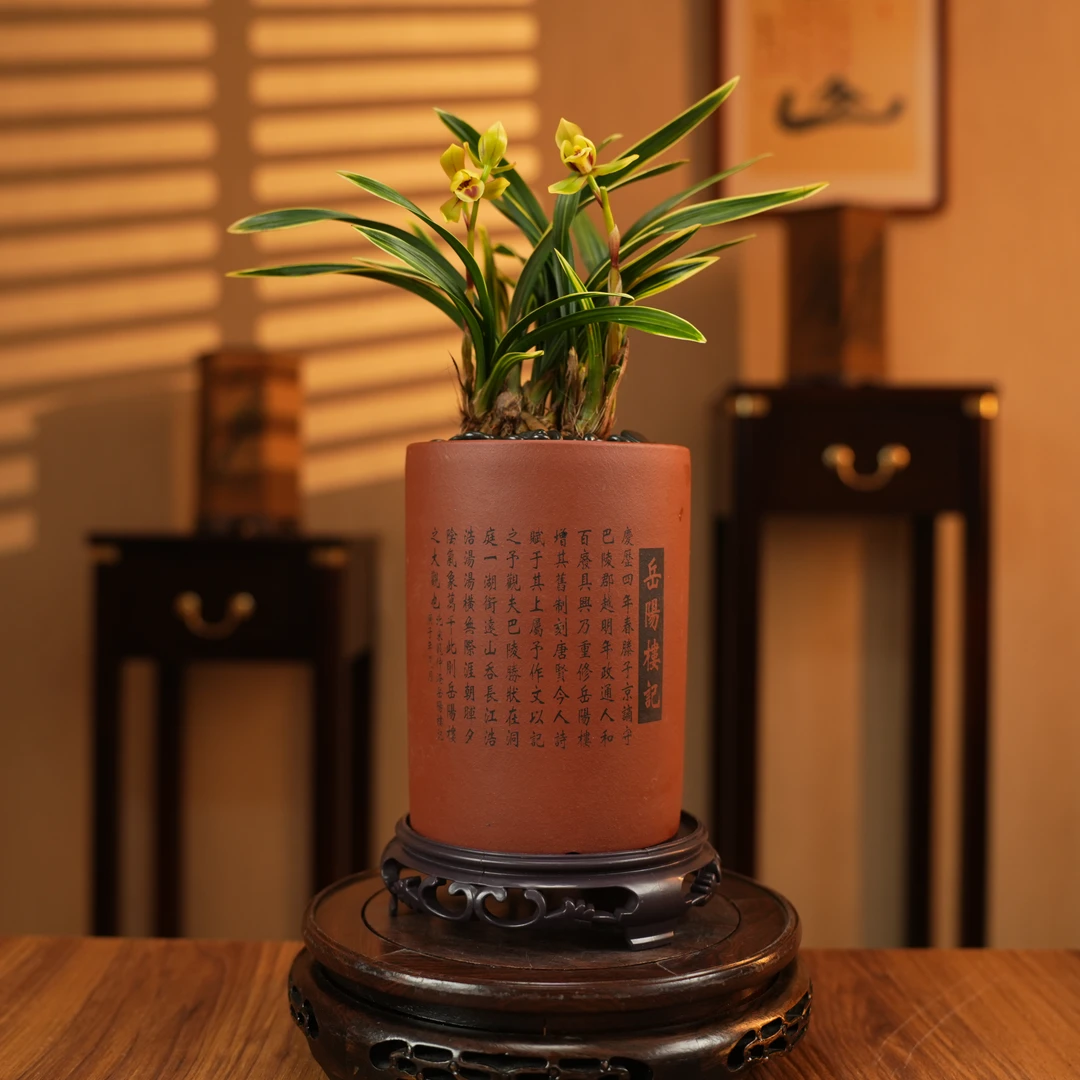 【老种碧玉彩荷】精品名贵春剑盆栽好养室内办公室阳台四季