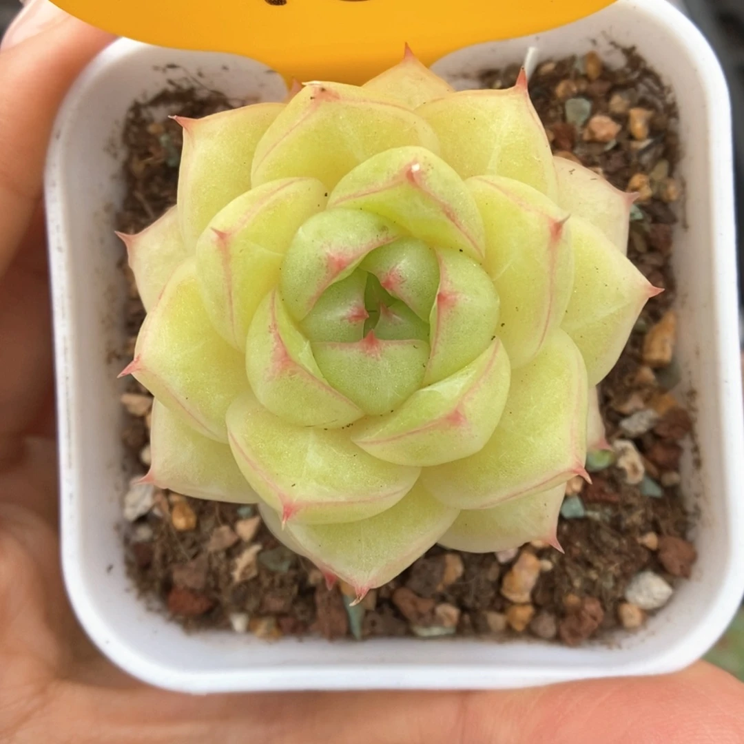 琉璃麦杆可拍4871号