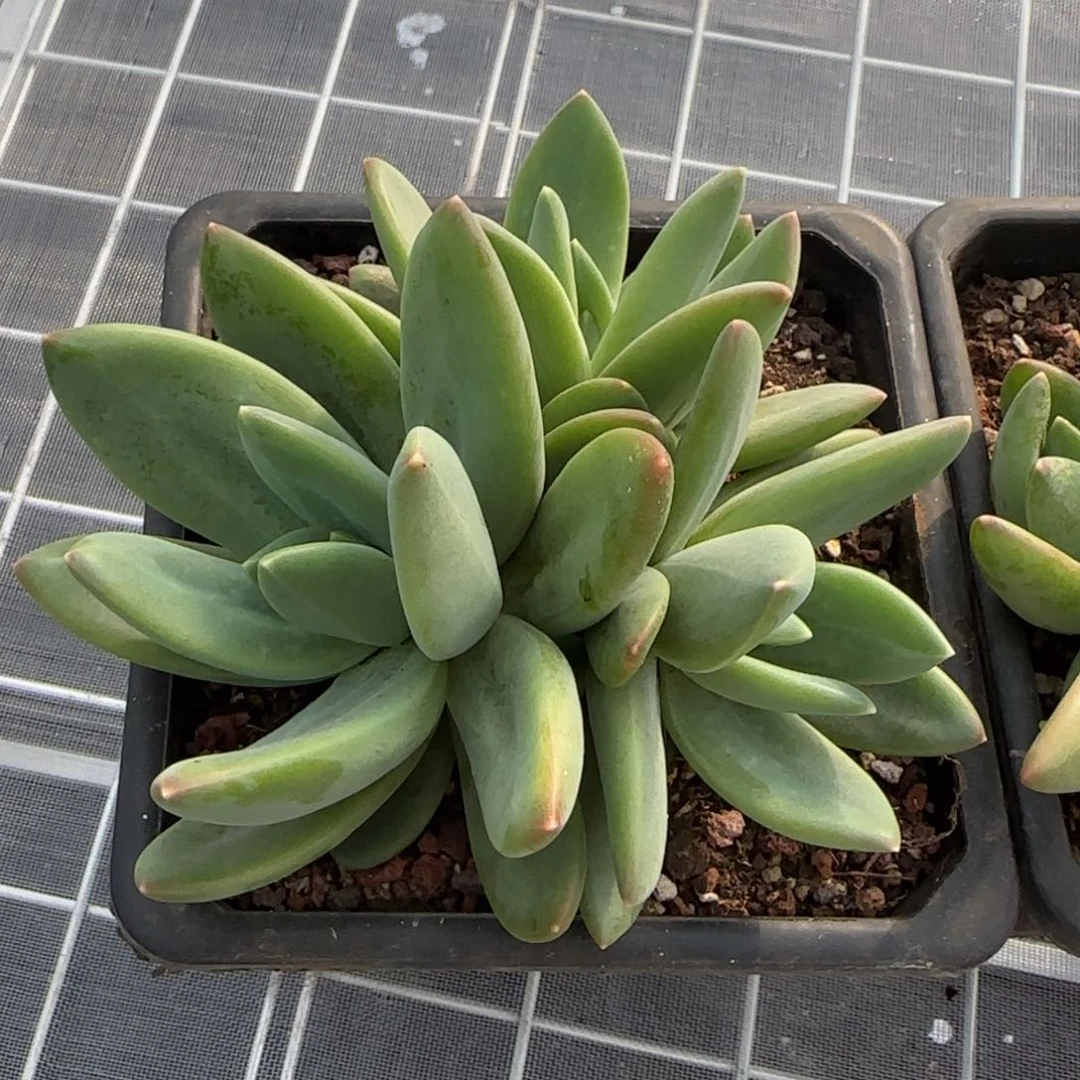 从前慢花园精选多肉海洋之歌