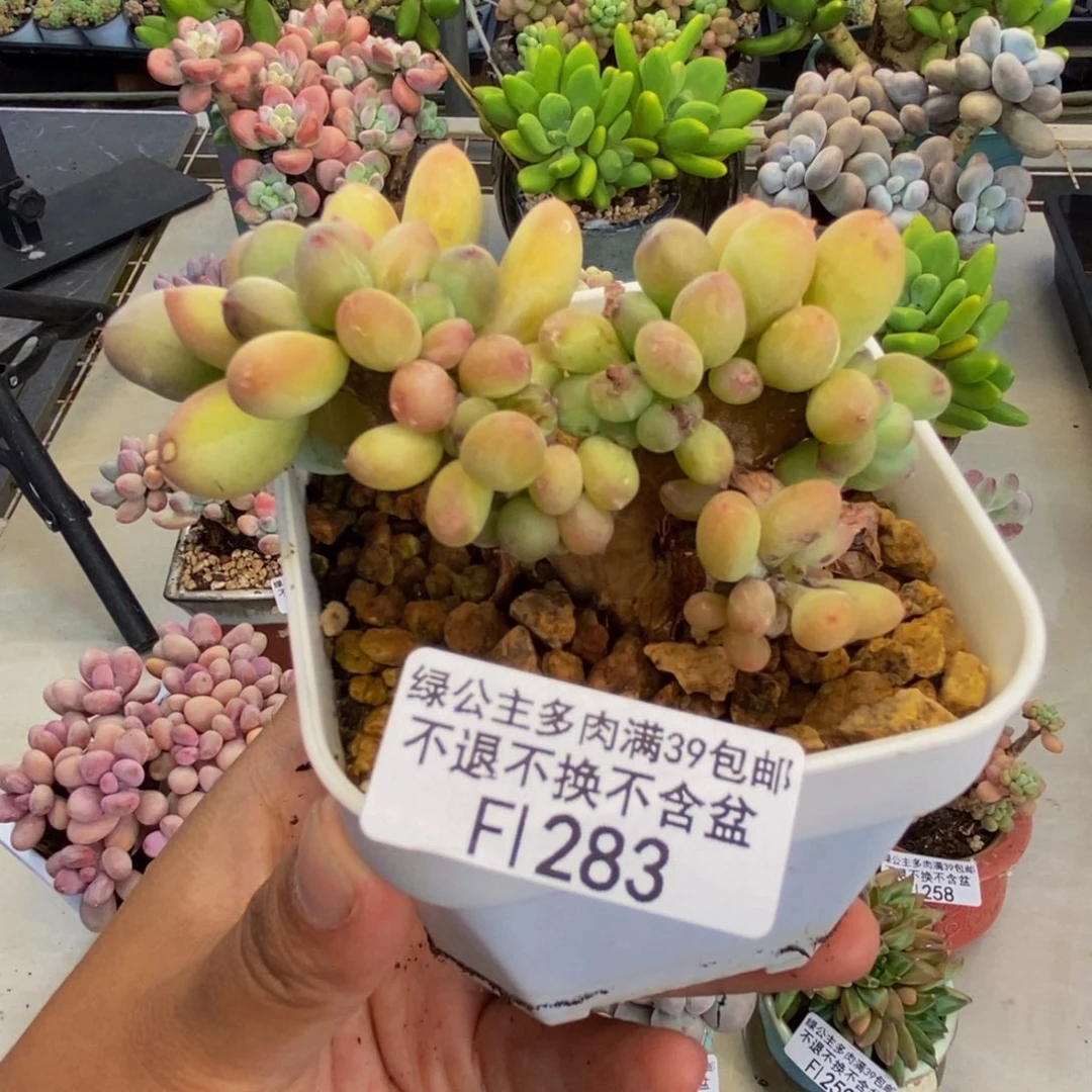 283苹果奶四代缀多肉7c m