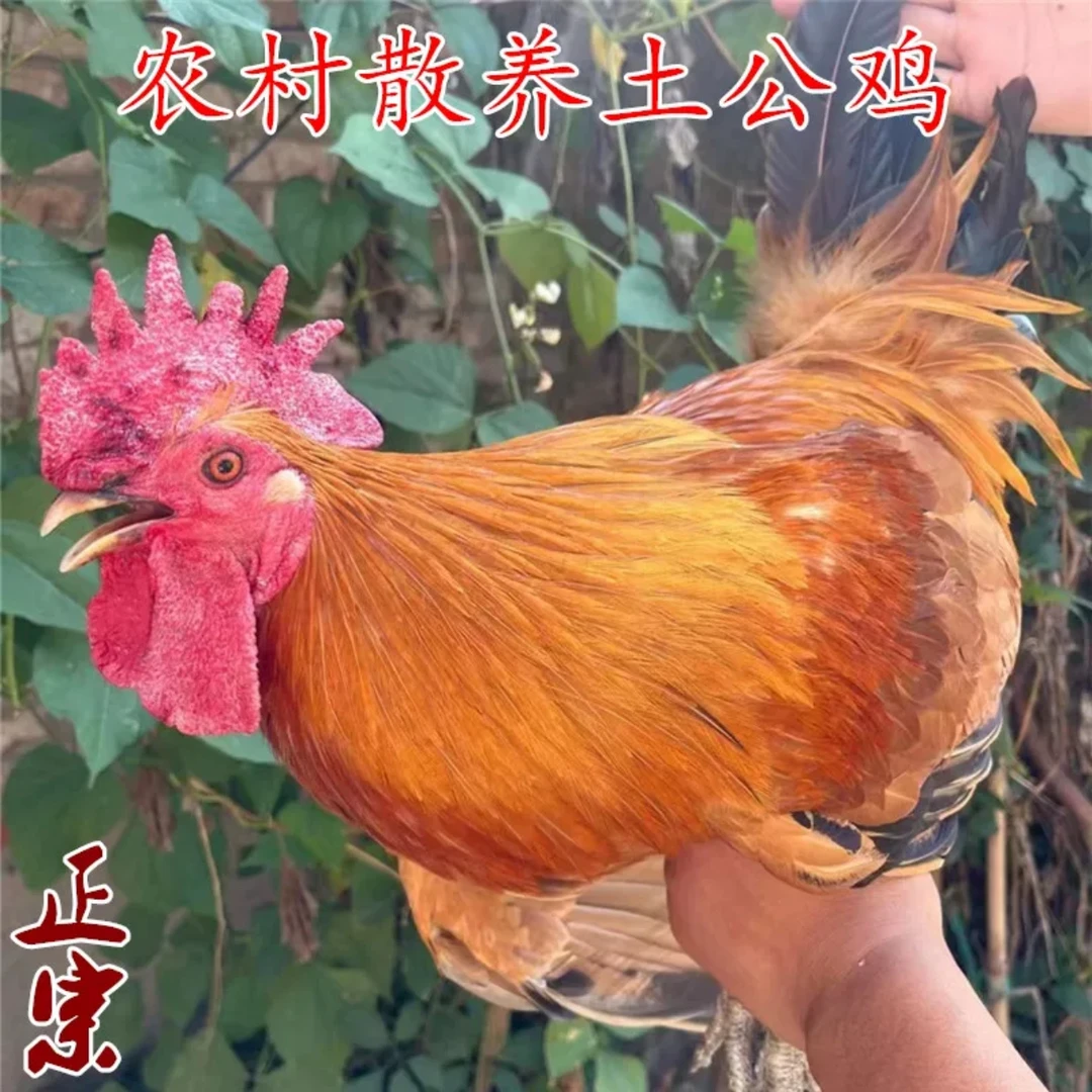 苏北农村正宗散养老公鸡土公鸡大公鸡小公鸡草公鸡柴公鸡现杀新鲜