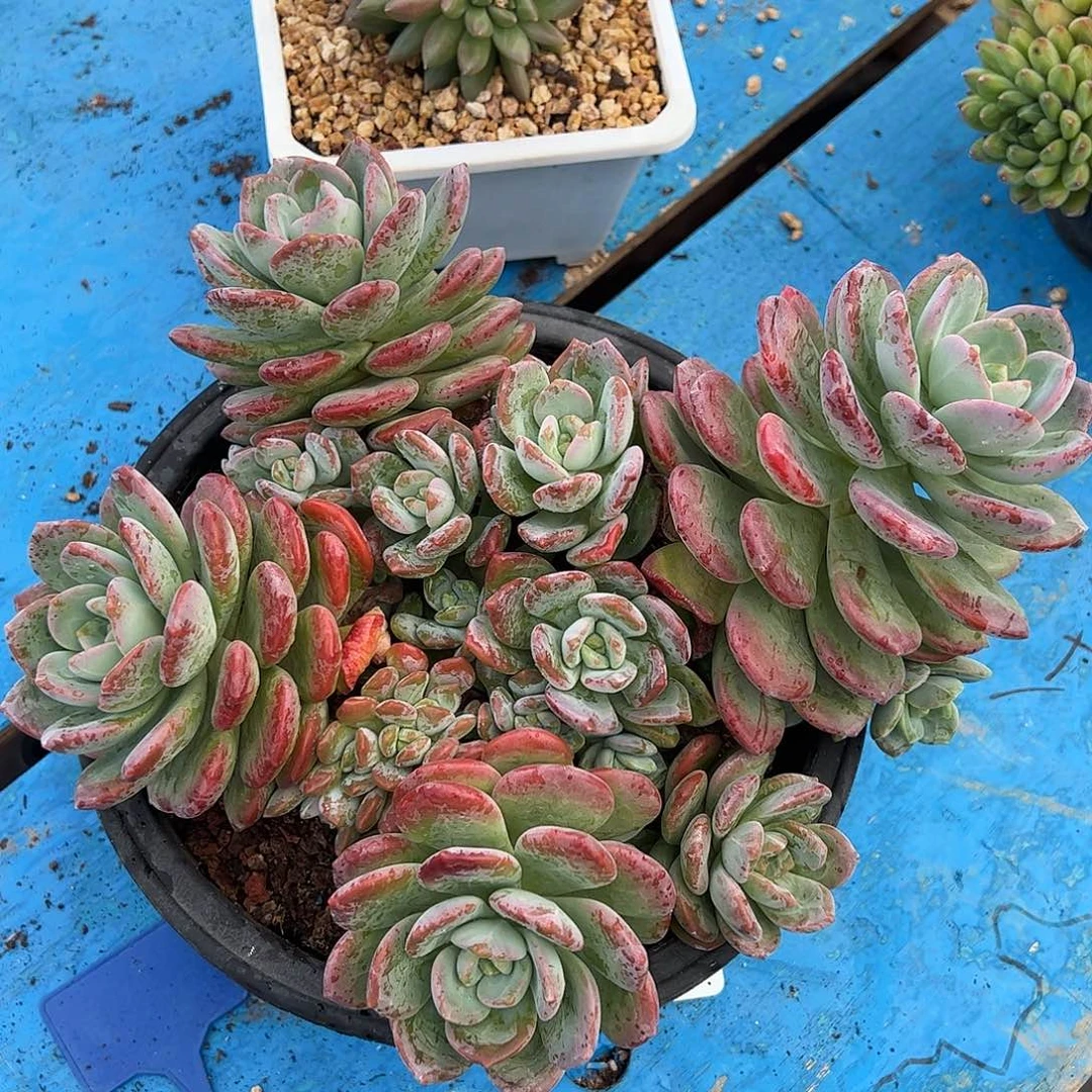 阿***树迷雾组拉萨多肉植物