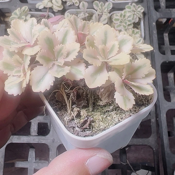 亚特兰蒂斯锦精品多肉植物