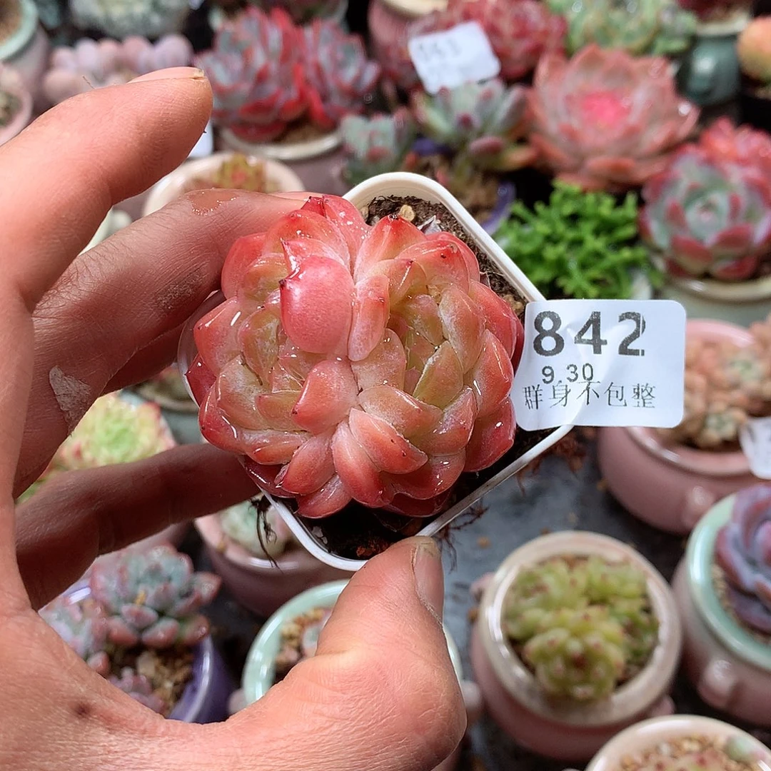 精控拇指盆9.30842