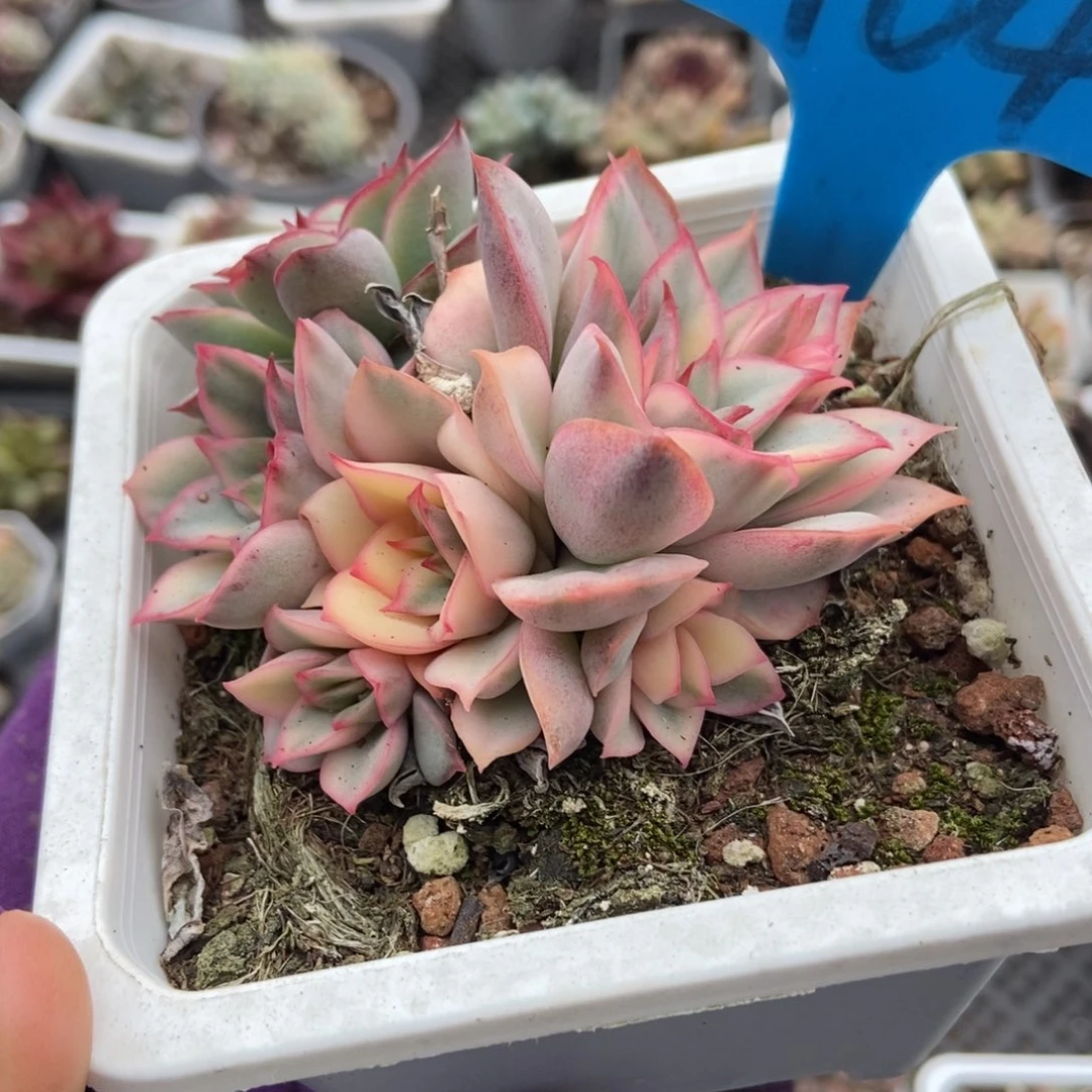 964月光女神锦多肉植物