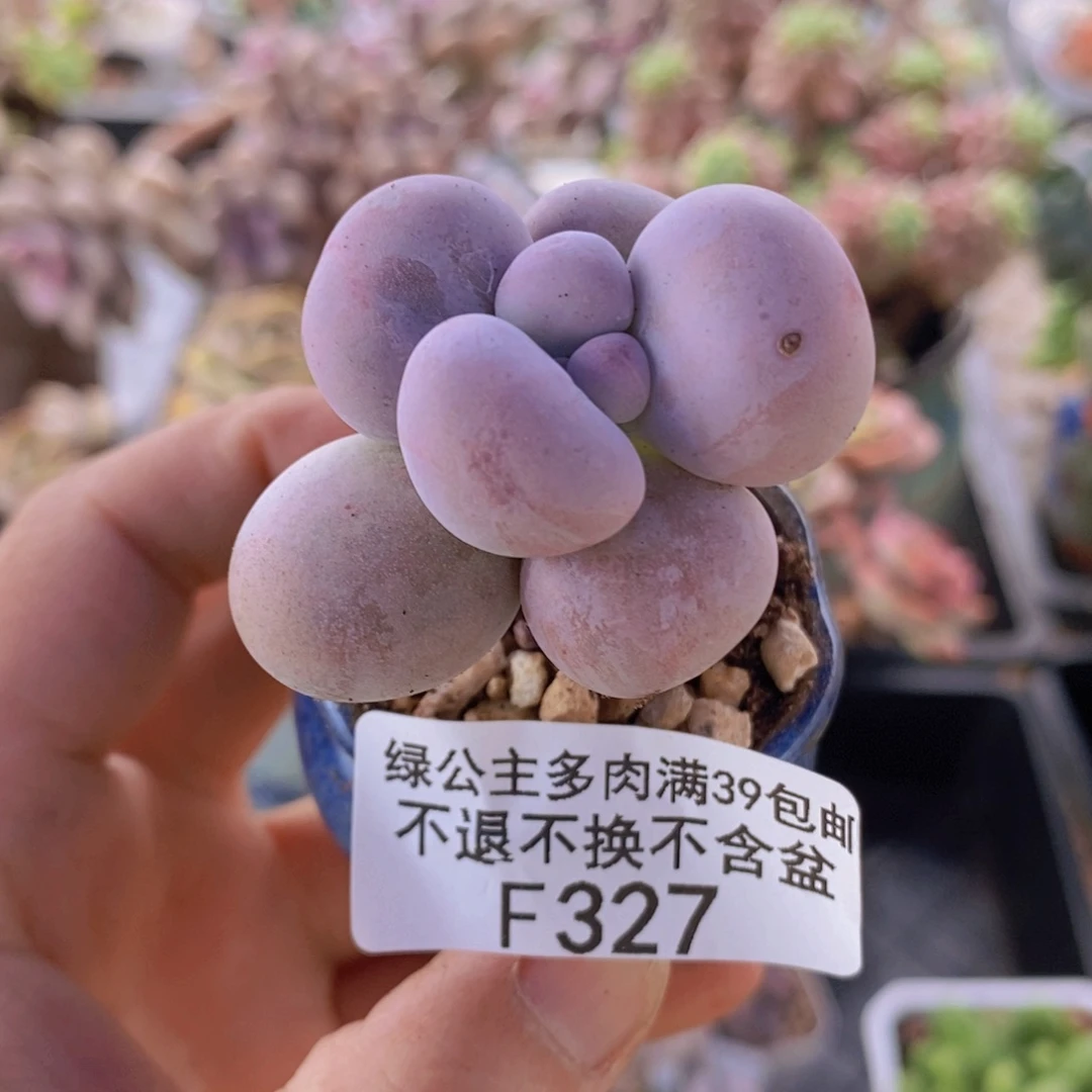 芭比奶洛4cm327多肉植物