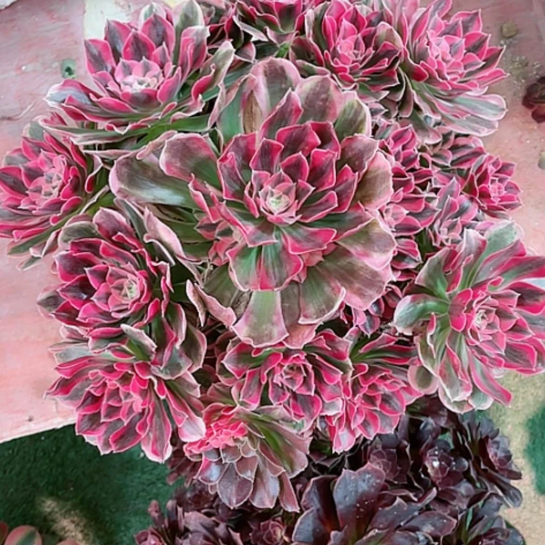 【闪购商品】法师好看也好养胭脂血