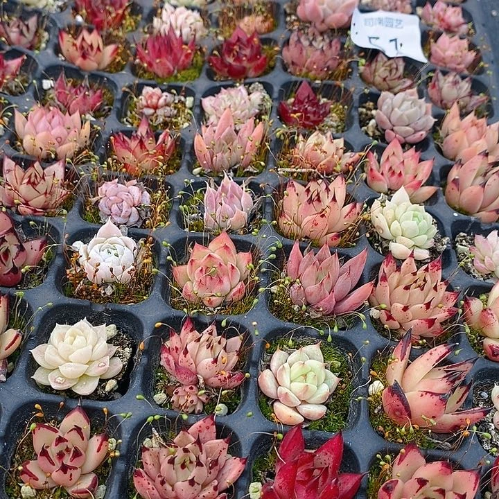 51 多肉植物盆栽花卉植物