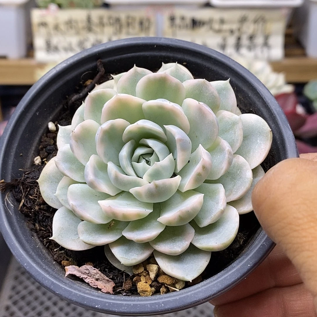 0906 墨西哥雪球锦