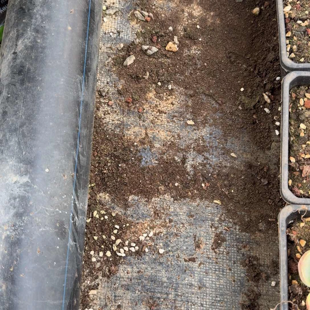 共四颗颗夜魔侠量拍