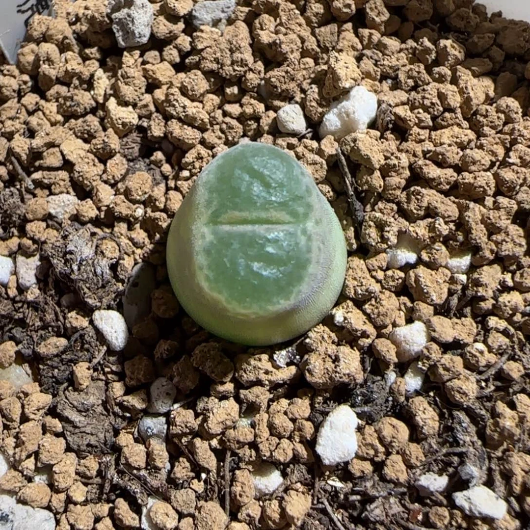 肉锥多肉植物组合-胖虎41