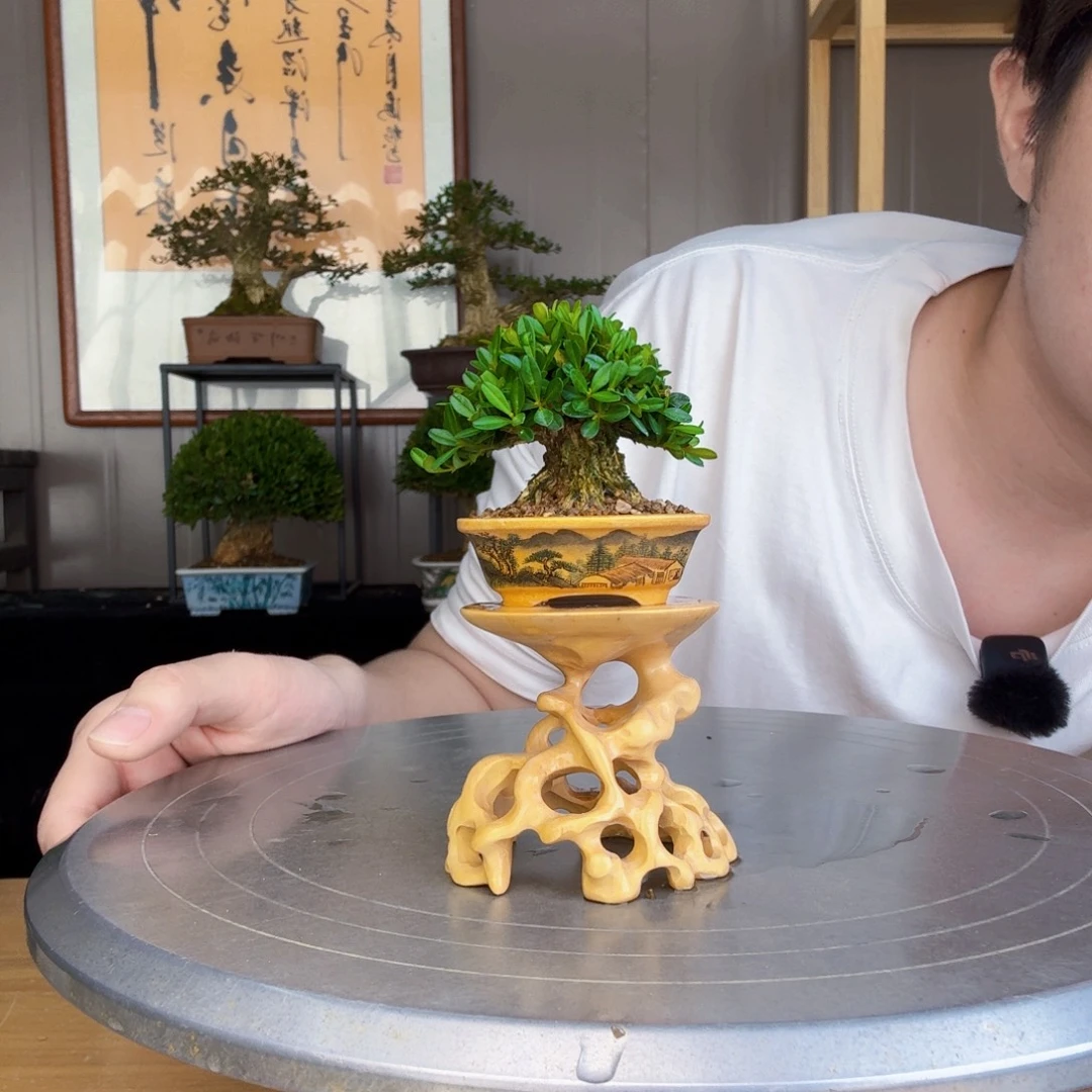 人***缘无花朵凤尾黄杨 黄杨盆景