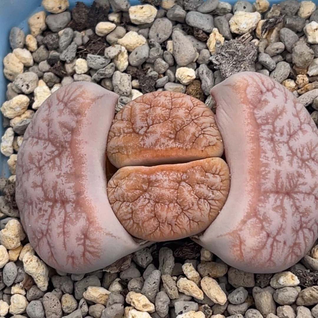 7792粉色睫毛山脉拿铁一颗