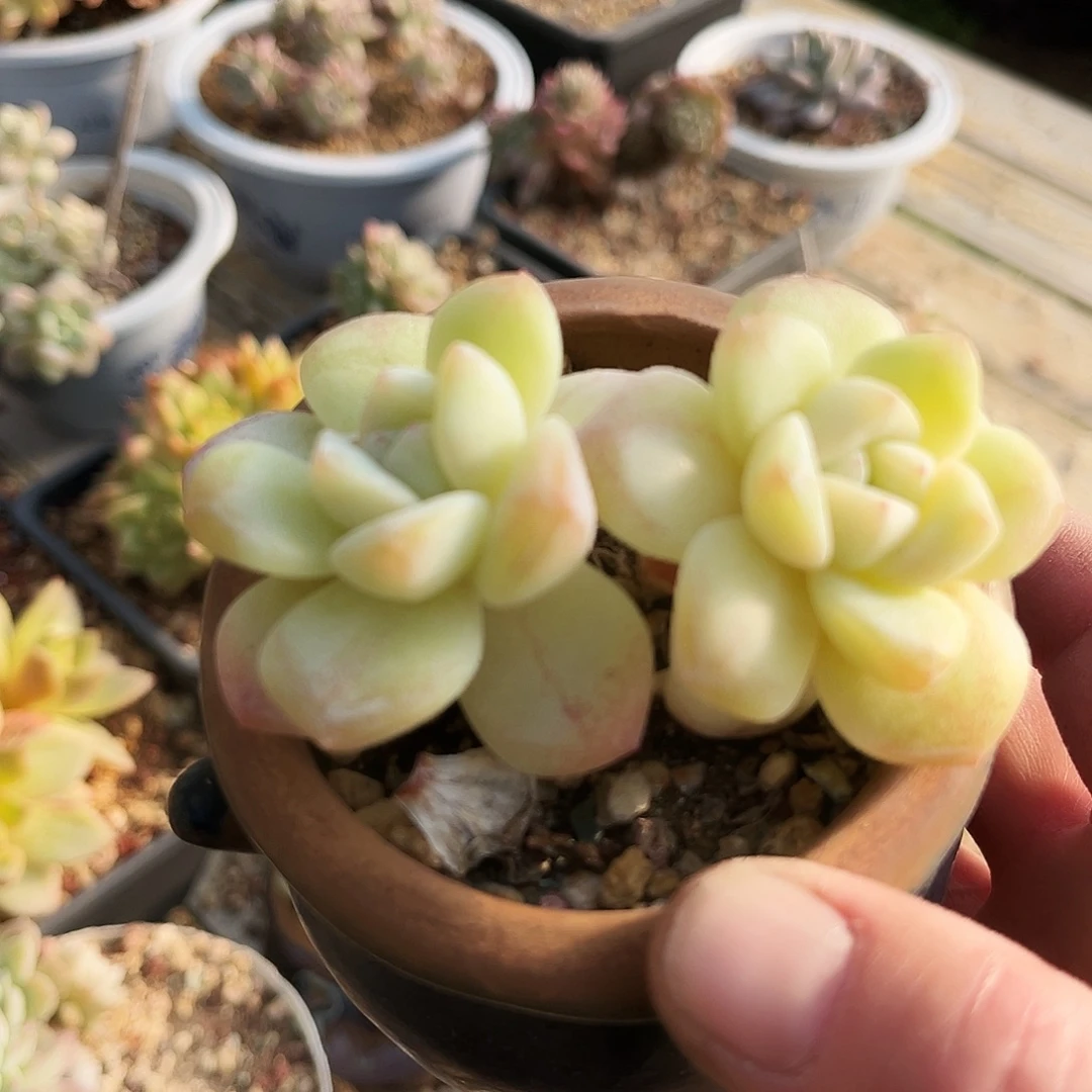 桥***粒71多肉植物提取天然成分精华