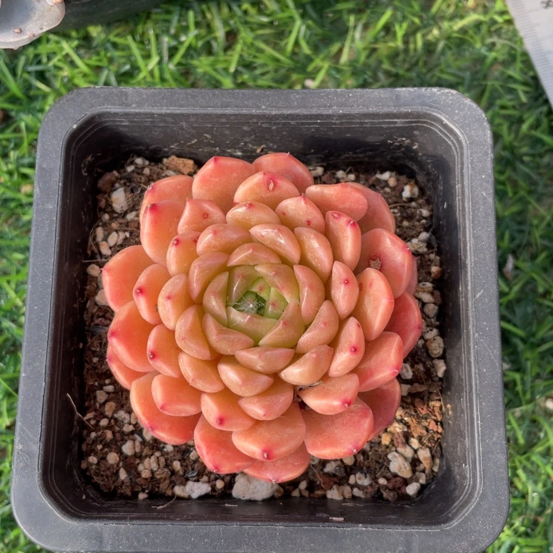 杂交冠幅7 公分一物一拍