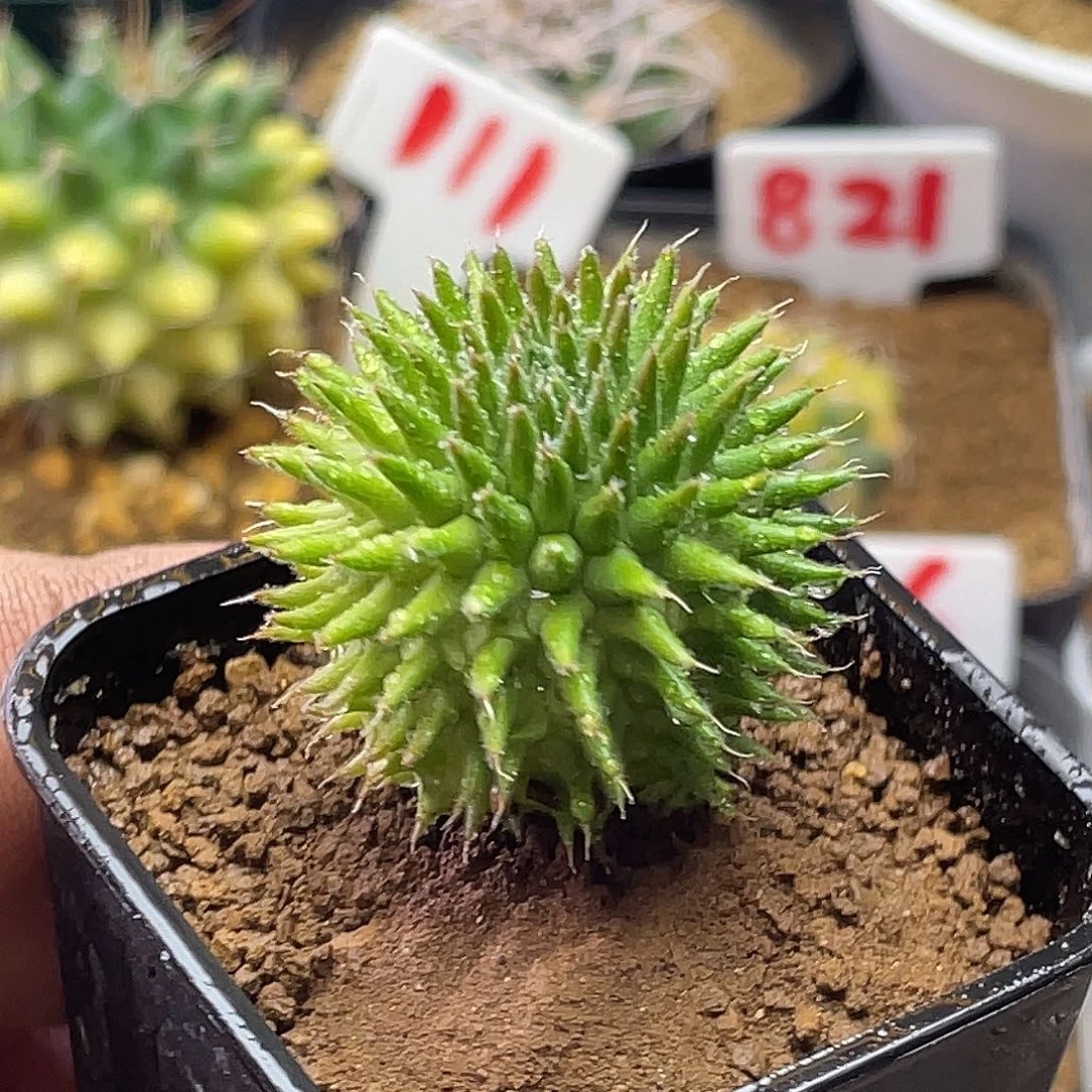 实生海胆大戟 带盆土发货3.1公分