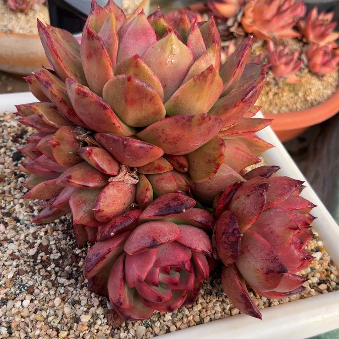 多肉一物一拍0118-666