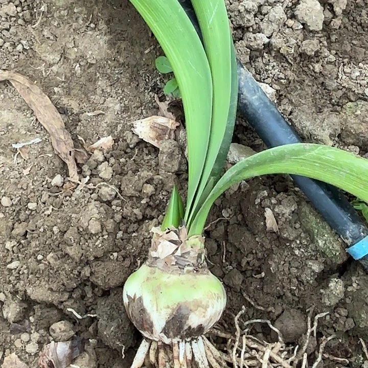 1****7兰尼有标包对版七左右