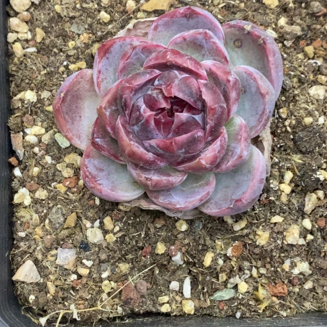 精品多肉一物一拍不包整