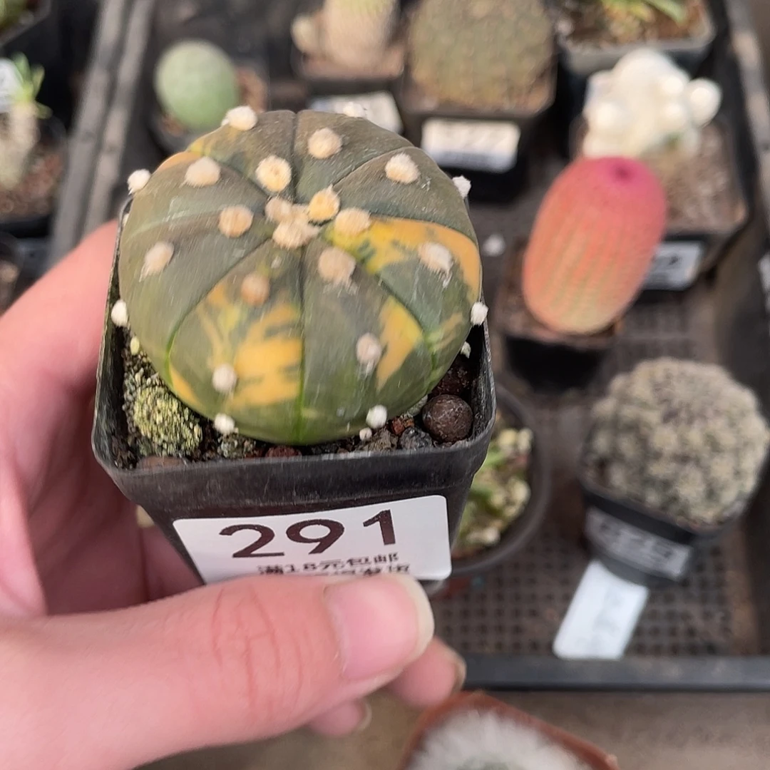 291兜锦（满18包邮）