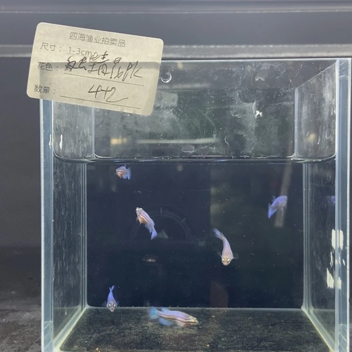 斗鱼包活不包损所见即所得080