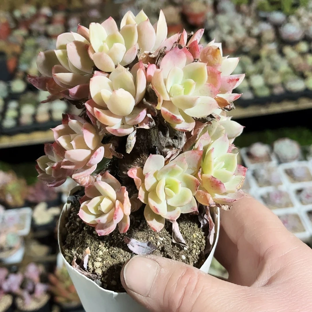 听**.145多肉植物提取萃取剂系列