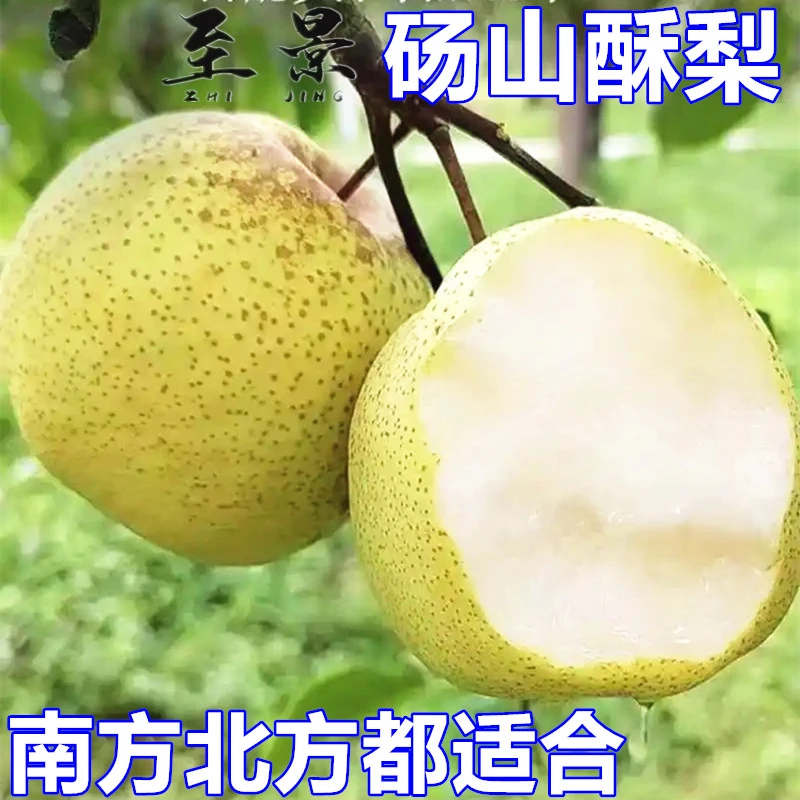 5#梨树苗砀山酥梨苗红香梨黄金梨庭院阳台耐寒盆栽果树树苗南北方