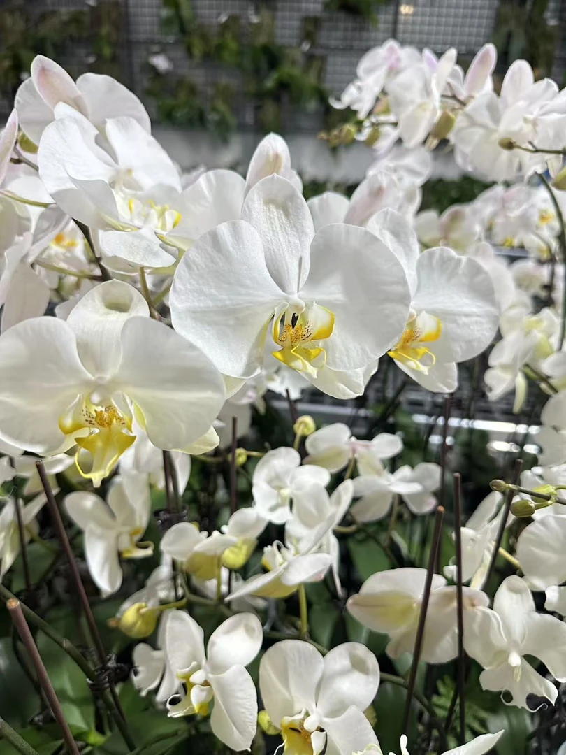 yss1173 3寸  黄唇 开花株 少根 微瑕疵 鲜花绿植