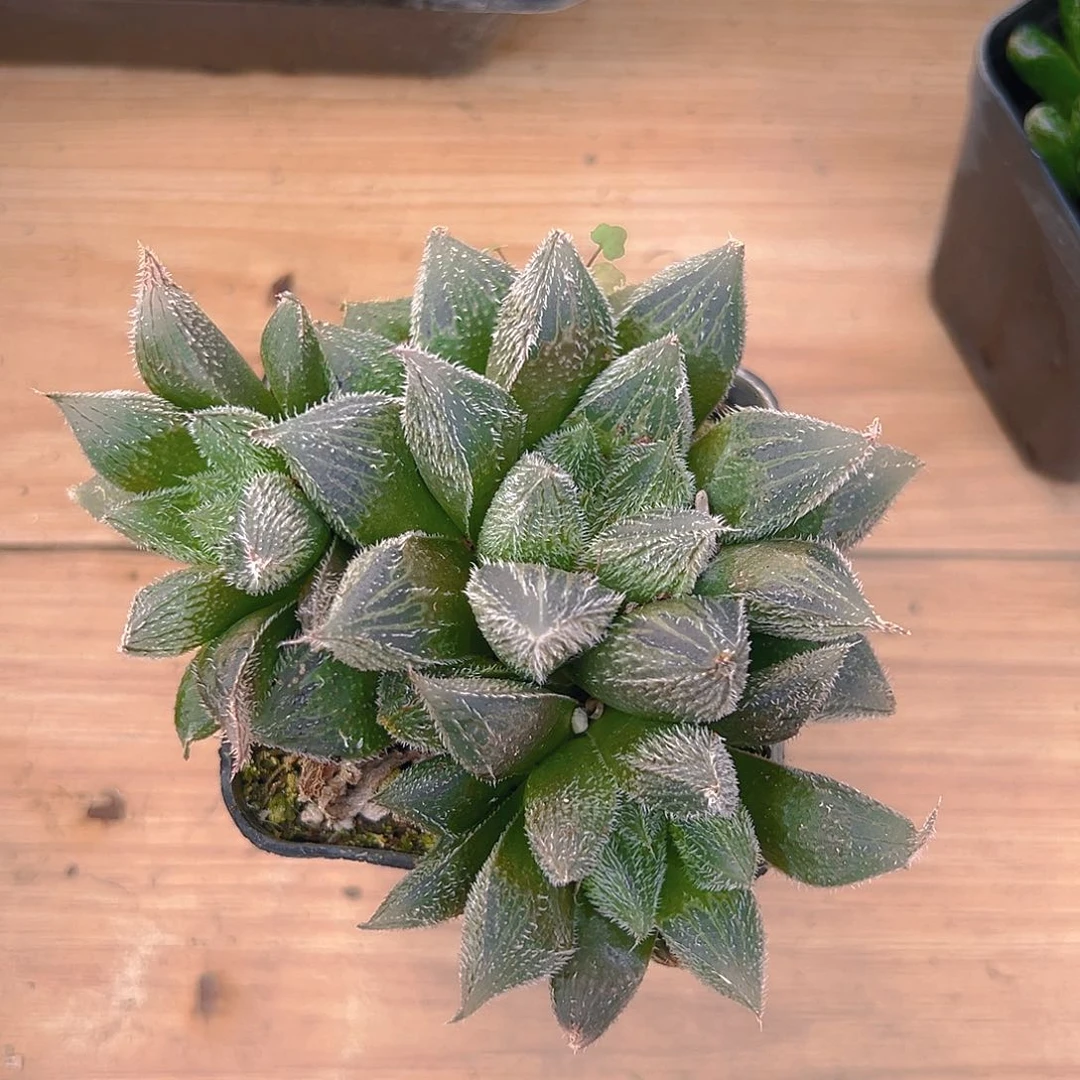 紫绘卷玉露多肉多肉1