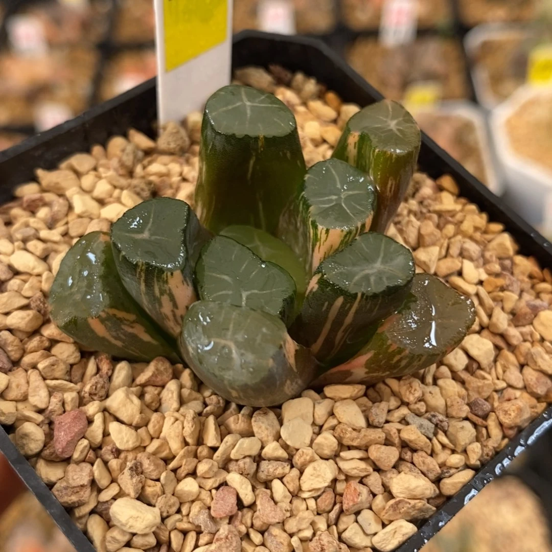 259白妙万象多肉植物