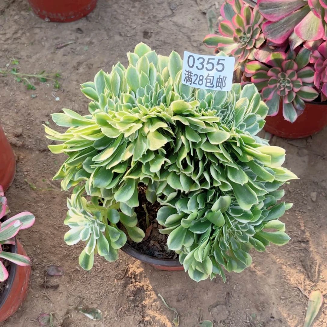 T.   0355绿豆沙缀多肉