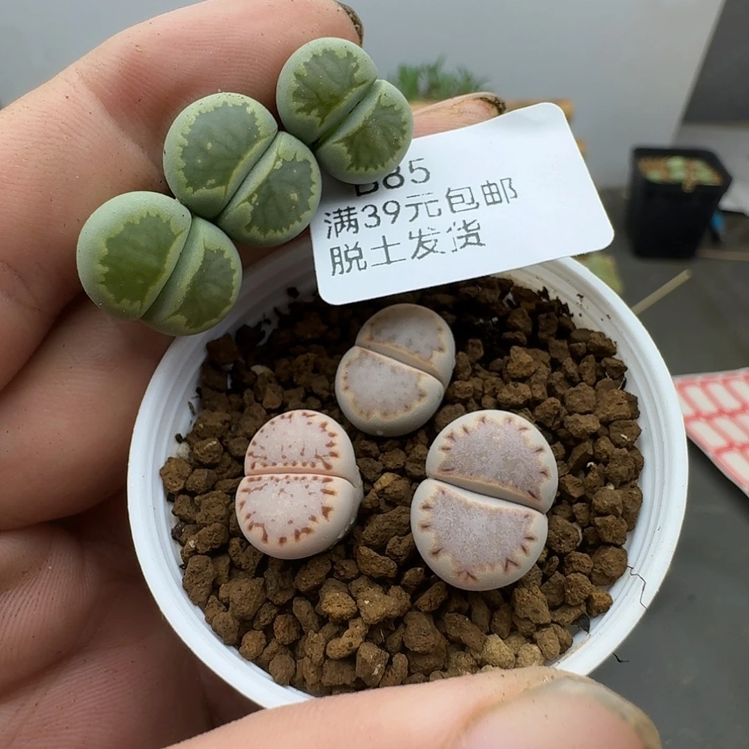 我***道85多肉哈哈哈哈哈哈哈哈哈