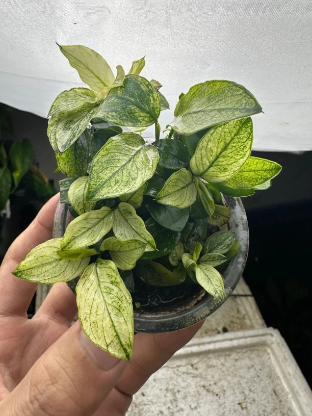 平托白榕水榕水草鱼缸造景阴性水草小水榕水草